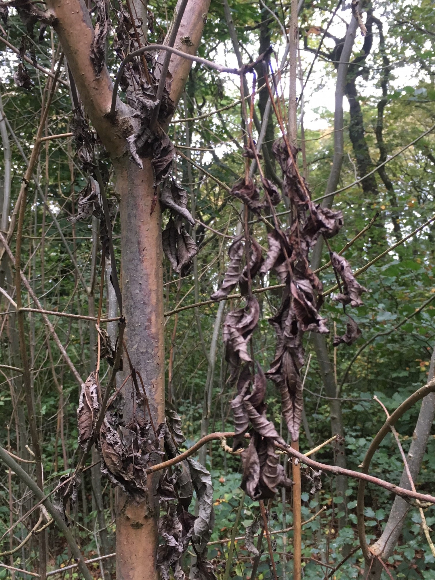 Leaves affected by ash dieback.