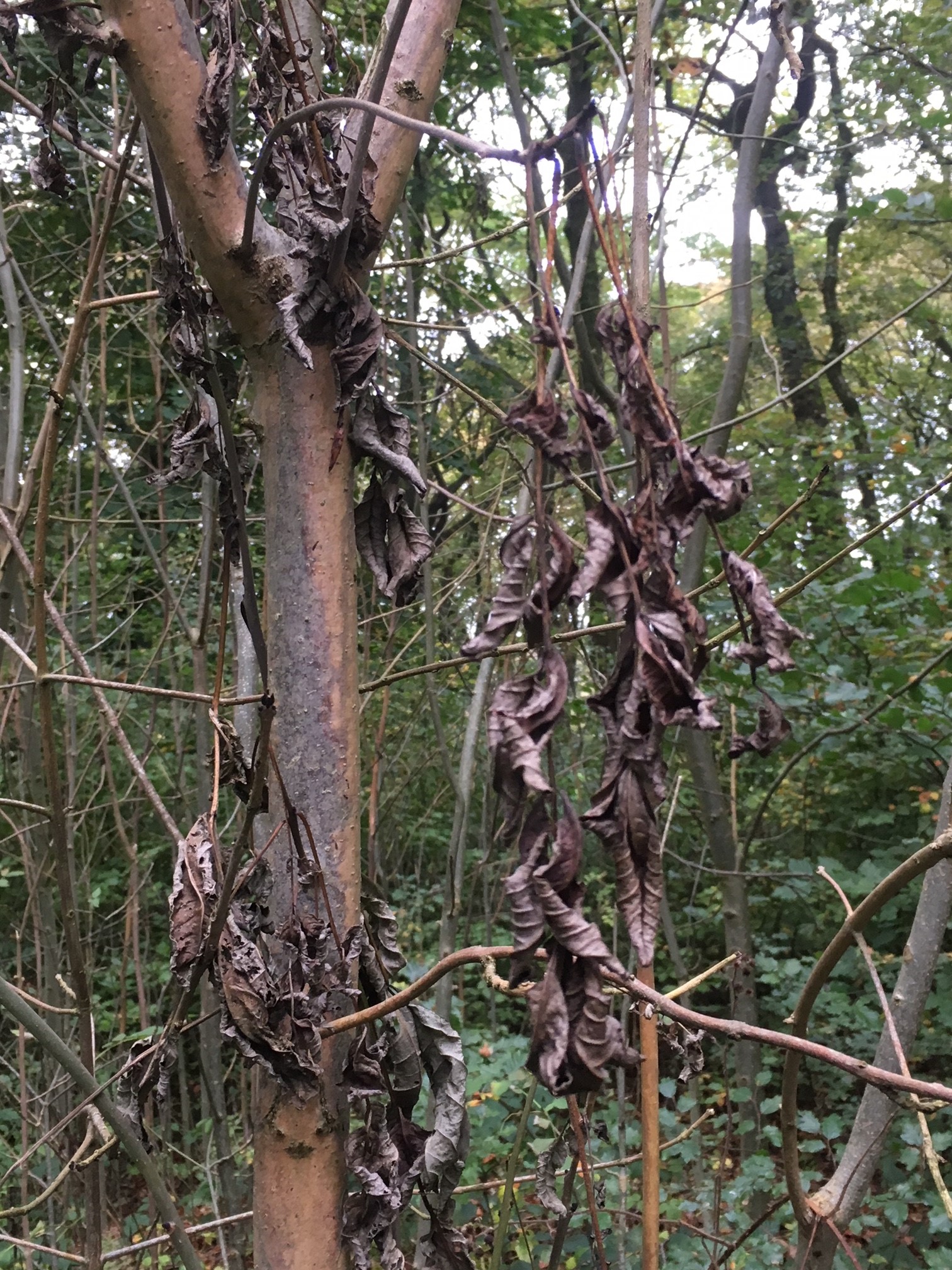 Tackling ash dieback in Colne