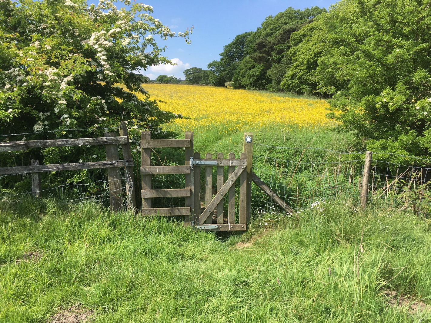 Buttercup meadow walk.