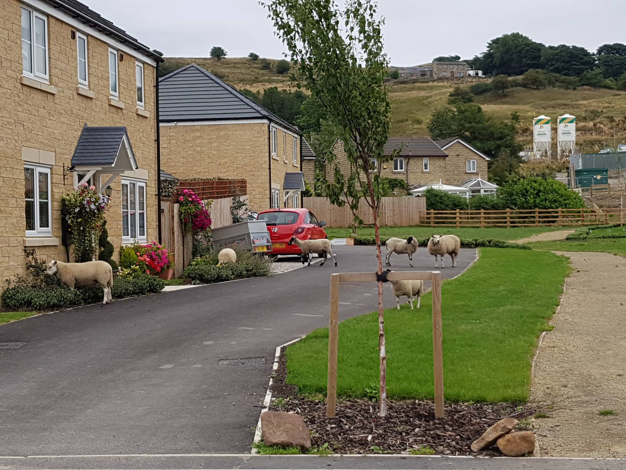 Sheep roaming on housing estate