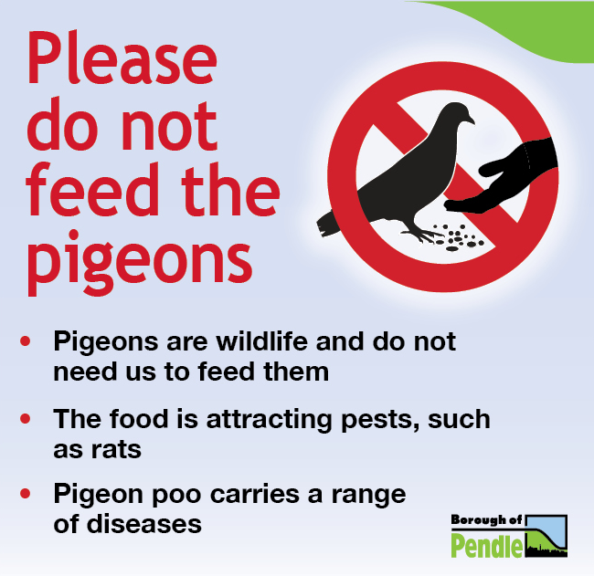 Please don’t feed the pigeons urges Pendle Borough Council 