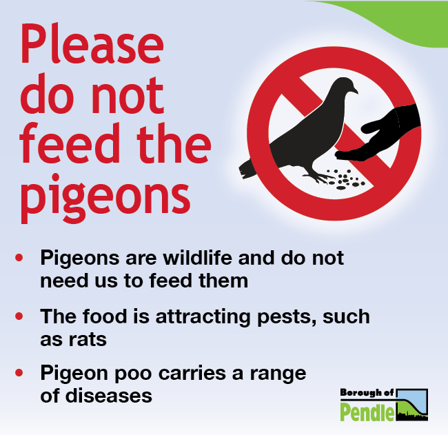 Please do not feed the pigeons