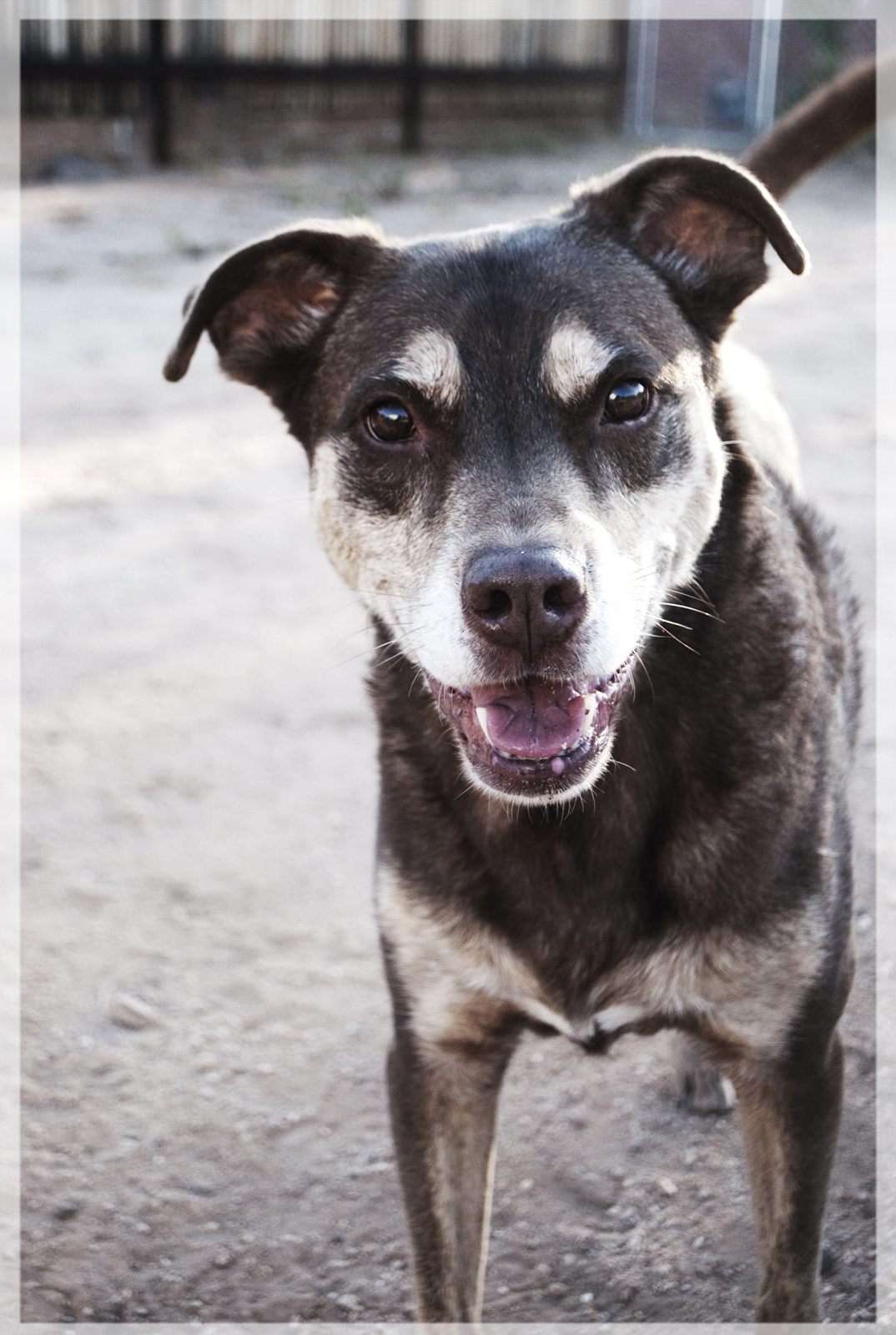 photo of dog
