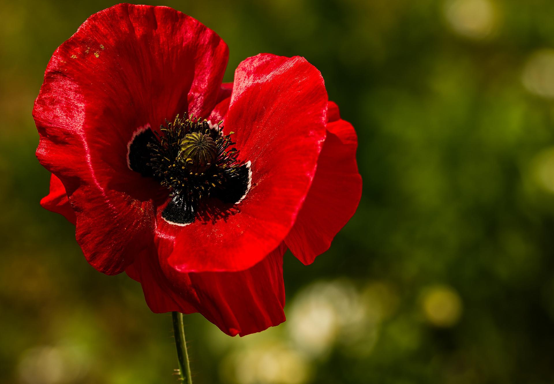 Remembrance parades and services in Pendle